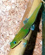 180px-Phelsuma_l._laticauda
