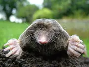 180px-Close-up_of_mole